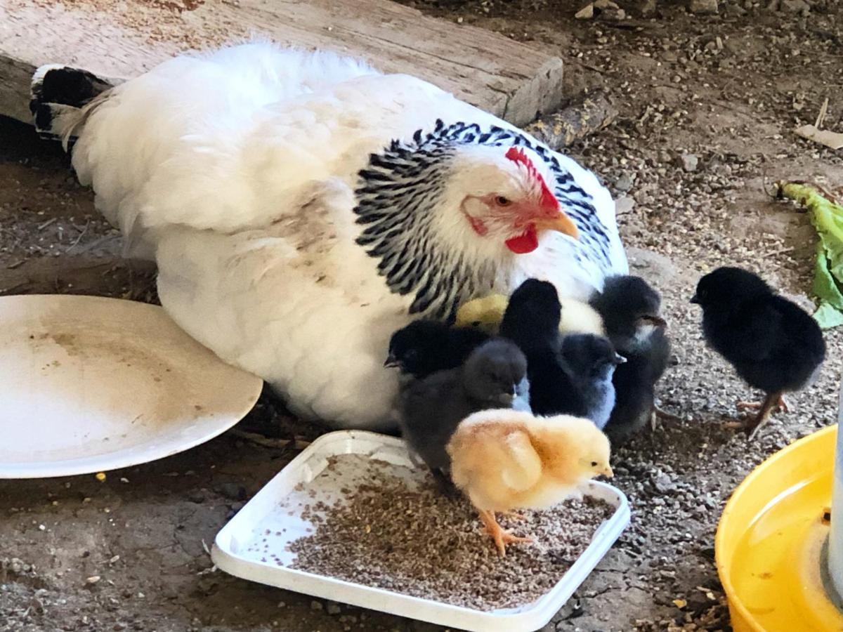 Gite A La Ferme De Verdurette קורד-סור-סיאל מראה חיצוני תמונה